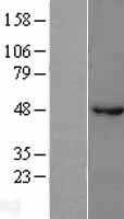 GABA A Receptor beta 1(GABRB1) (NM_000812) Human Tagged ORF Clone
