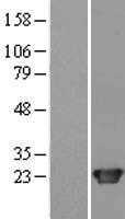 HP1 gamma(CBX3) (NM_007276) Human Tagged ORF Clone