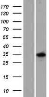 NeuN(RBFOX3) (NM_001082575) Human Tagged ORF Clone