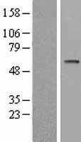 P70 S6 Kinase beta(RPS6KB2) (NM_003952) Human Tagged ORF Clone