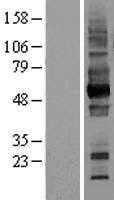 CD147(BSG) (NM_001728) Human Tagged ORF Clone