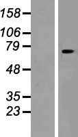 SLC24A6(SLC8B1) (NM_024959) Human Tagged ORF Clone