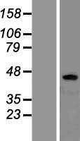 beta 3 Adrenergic Receptor(ADRB3) (NM_000025) Human Tagged ORF Clone