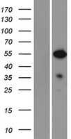 Nuclear Factor 1(NFIA) (NM_001134673) Human Tagged ORF Clone