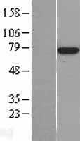 BMAL1(ARNTL) (NM_001178) Human Tagged ORF Clone