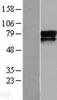 Nectin 3(PVRL3) (NM_015480) Human Tagged ORF Clone