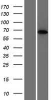 PPP2R3B (NM_013239) Human Tagged ORF Clone