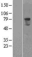 PRODH2 (NM_021232) Human Tagged ORF Clone