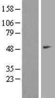 beta II Tubulin(TUBB2A) (NM_001069) Human Tagged ORF Clone