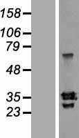 SLAMF8 (NM_020125) Human Tagged ORF Clone