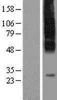 SLC35C1 (NM_018389) Human Tagged ORF Clone