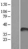 P4HB (NM_000918) Human Tagged ORF Clone