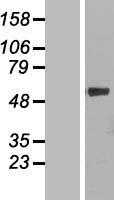 CYPIVF11(CYP4F11) (NM_021187) Human Tagged ORF Clone