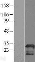 PGRMC2 (NM_006320) Human Tagged ORF Clone