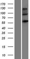 Natriuretic Peptide Receptor C(NPR3) (NM_000908) Human Tagged ORF Clone