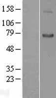 Semaphorin 7a(SEMA7A) (NM_003612) Human Tagged ORF Clone