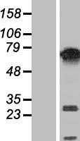PUF60 (NM_078480) Human Tagged ORF Clone