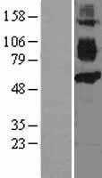 CD36 (NM_000072) Human Tagged ORF Clone