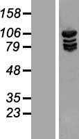 Methionyl tRNA synthetase(MARS) (NM_004990) Human Tagged ORF Clone