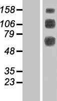 CLEC14A (NM_175060) Human Tagged ORF Clone