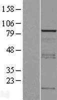 Vinexin(SORBS3) (NM_005775) Human Tagged ORF Clone