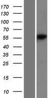 DNA Primase(PRIM2) (NM_000947) Human Tagged ORF Clone