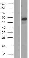 SP2 transcription factor(SP2) (NM_003110) Human Tagged ORF Clone