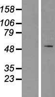 SPTLC1 (NM_006415) Human Tagged ORF Clone