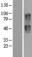 CD164 (NM_006016) Human Tagged ORF Clone