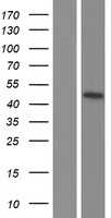 p63(TP63) (NM_001114982) Human Tagged ORF Clone