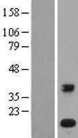 PLA2G1B (NM_000928) Human Tagged ORF Clone