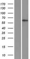 ZFP91 (NM_053023) Human Tagged ORF Clone