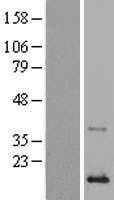 Phospholipase A2 IIA(PLA2G2A) (NM_000300) Human Tagged ORF Clone