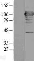 MICAL1 (NM_022765) Human Tagged ORF Clone