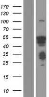 HSF4 (NM_001538) Human Tagged ORF Clone