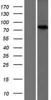 DNA polymerase eta(POLH) (NM_006502) Human Tagged ORF Clone