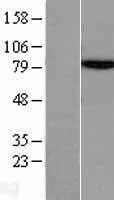 Methylmalonyl Coenzyme A mutase(MUT) (NM_000255) Human Tagged ORF Clone