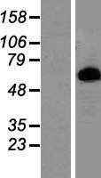 Prolactin Receptor(PRLR) (NM_000949) Human Tagged ORF Clone