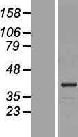 POLDIP1(KCTD13) (NM_178863) Human Tagged ORF Clone