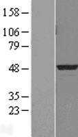PDK3 (NM_005391) Human Tagged ORF Clone