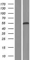 RBFOX1(RBFOX1) (NM_145892) Human Tagged ORF Clone