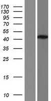 DNA Polymerase beta(POLB) (NM_002690) Human Tagged ORF Clone