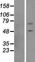 DNAJC3 (NM_006260) Human Tagged ORF Clone