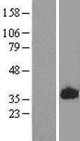 MARCKS like protein(MARCKSL1) (NM_023009) Human Tagged ORF Clone