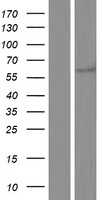 Neurofibromin(NF1) (NM_001128147) Human Tagged ORF Clone