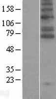 Glyt2(SLC6A5) (NM_004211) Human Tagged ORF Clone