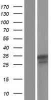 NALP12(NLRP12) (NM_033297) Human Tagged ORF Clone