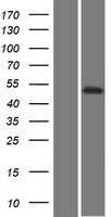 PKNOX2 (NM_022062) Human Tagged ORF Clone