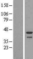 DDRGK1 (NM_023935) Human Tagged ORF Clone