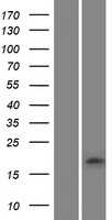 Glutaredoxin 2(GLRX2) (NM_016066) Human Tagged ORF Clone